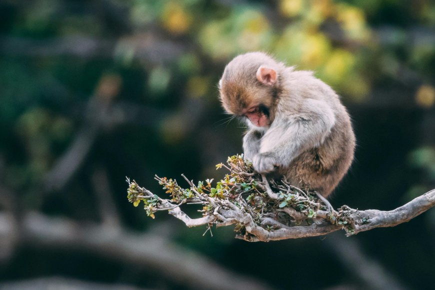Monkeys Falling from Trees and Barnacles Baking: How Extreme Heat Is Pushing Animals Toward Extinction