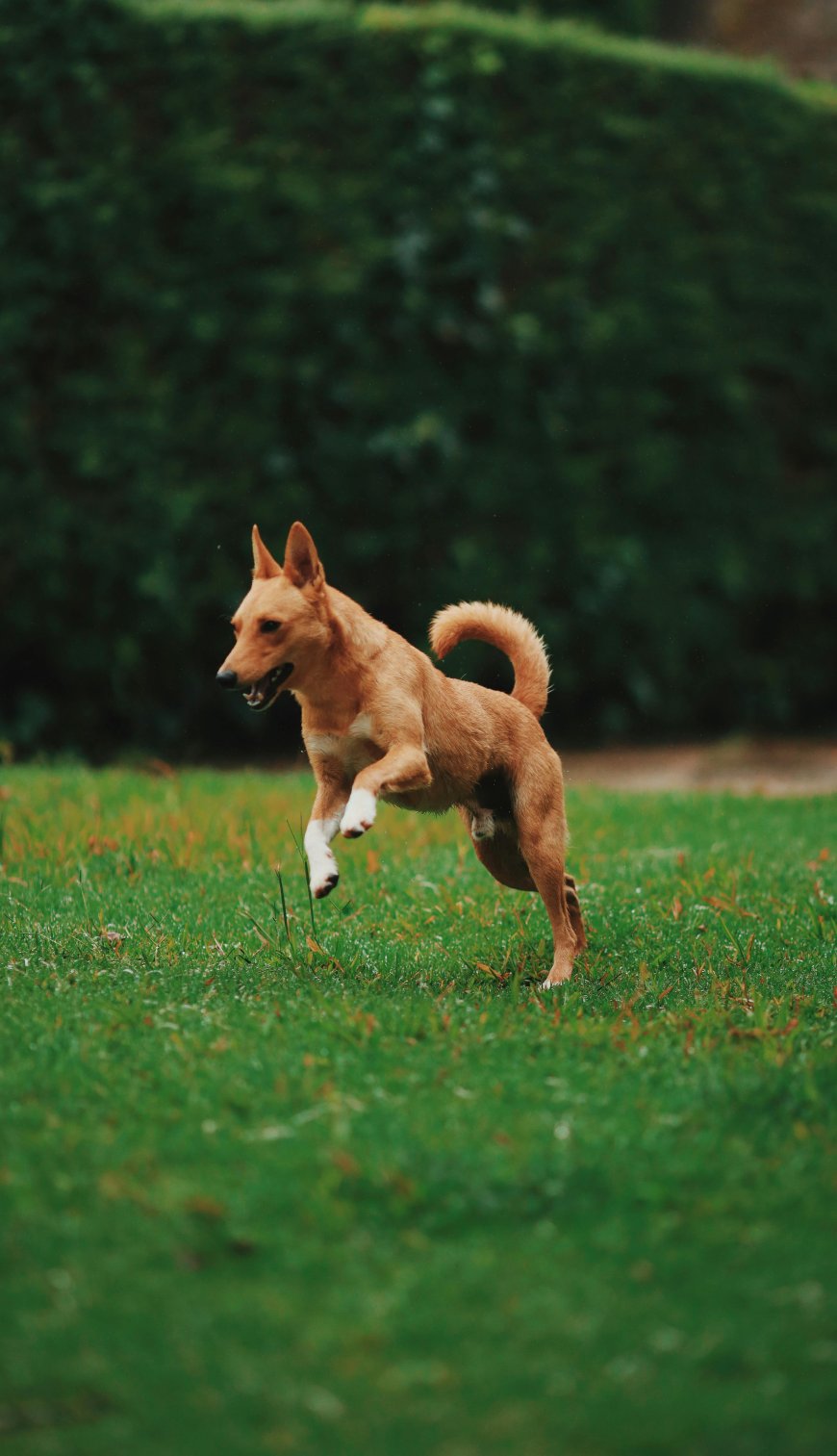 India’s Top Court Restores Stray Dogs’ Right to Roam